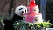Les jumelles pandas fêtent leur 1 an au zoo de Beauval