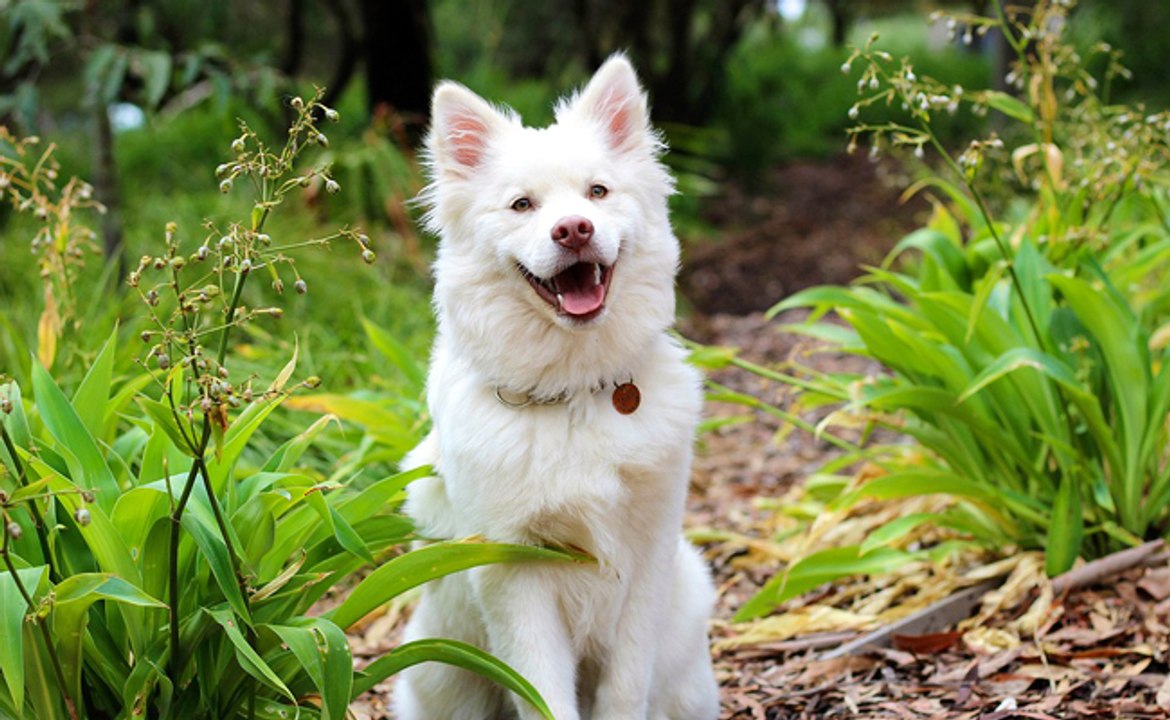 Voilà comment les chiens montrent leurs sentim...