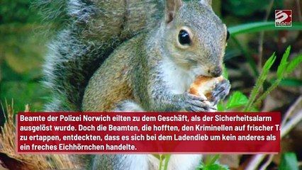 Tierischer Ladendieb: Eichhörnchen stiehlt Erdnüsse aus Laden