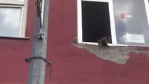 Iğdır gündem haberleri... Iğdır'da binanın 2. katında mahsur kalan kediler şaşkın bakışlar içinde kurtarılmayı bekledi
