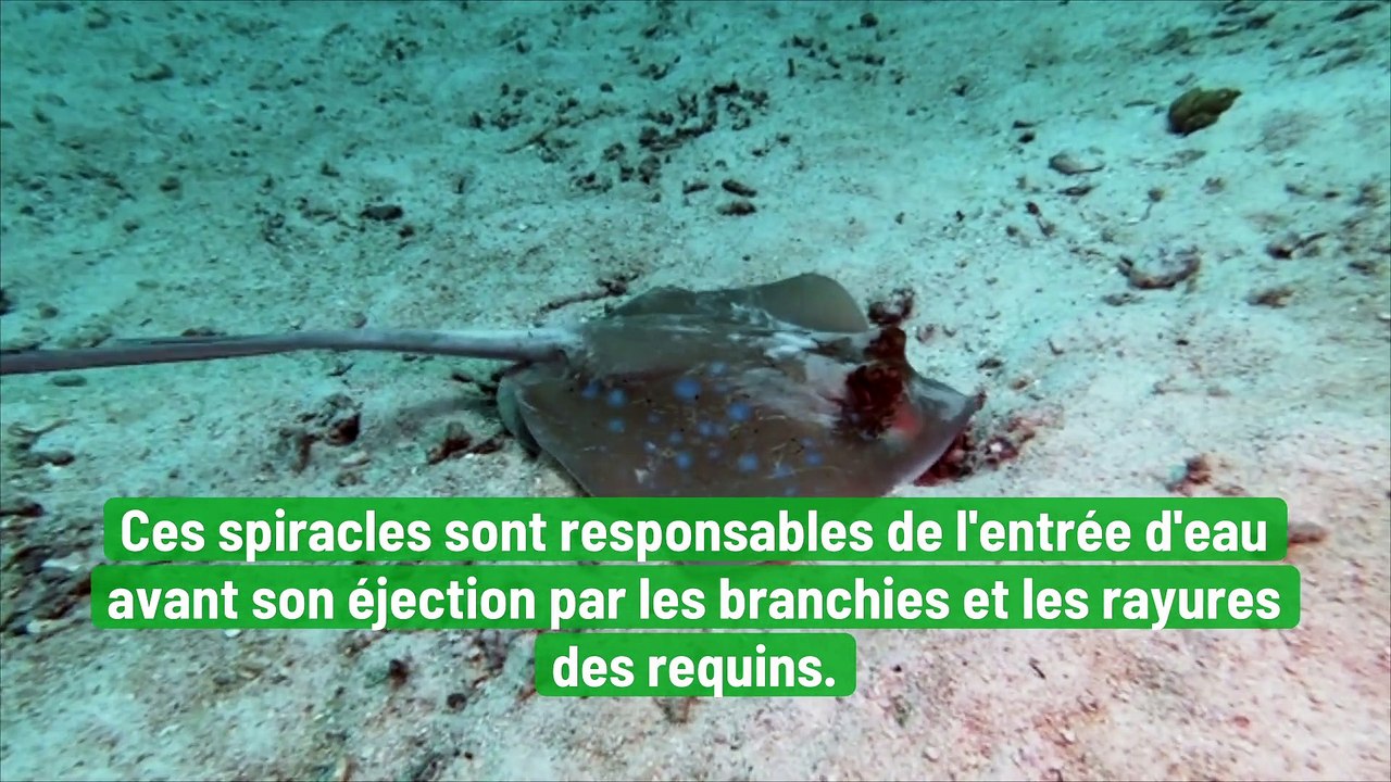 L'oreille humaine serait de base des branchies des poissons, selon une étude