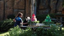 توأما باندا يحتفلان بعيد ميلادهما الأول في حديقة بوفال للحيوانات