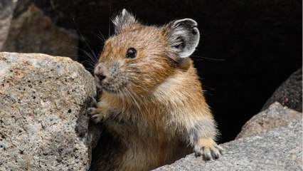 Qui est le pika, l'animal qui a inspiré Pikachu ?
