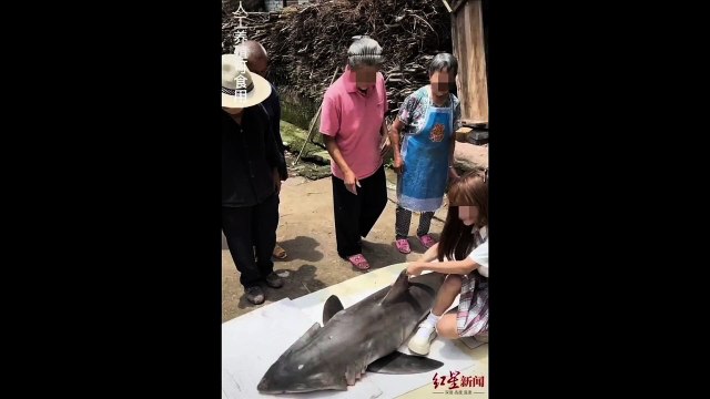La police a ouvert une enquête après la publication par une influenceuse d'une vidéo la montrant en train de manger un morceau d'un grand requin blanc, une espèce pourtant protégée