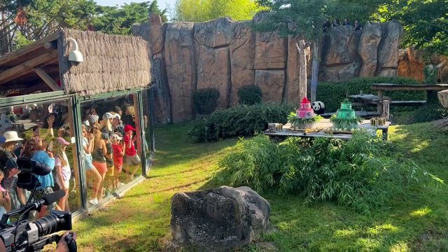 France: au zoo de Beauval, les pandas Yuandudu et Huanlili fêtent leur premier anniversaire