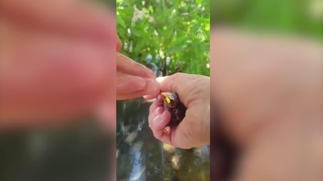 Kahramanmaraş haberi: Kahramanmaraş'ta sıcaktan etkilenen yavru kuşa şefkat eli