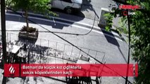 Batman’da sokak köpekleri küçük kıza saldırdı