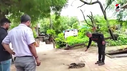 ફાર્મ હાઉસમાં ઘુસ્યો 10 ફૂટ લાંબો અજગર, મહામહેનતે કરાયો રેસ્ક્યુ