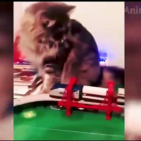 Cute Dog Attack Me part 2  || Cute Animal Funny Video #pet #dog #cat #pet #animal