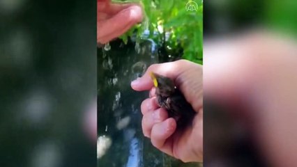 Çatıdan düşen yavru kuşa elleriyle su içirdi