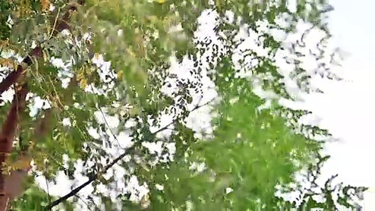 Montage of pink okra, garden, composting, Eda gardening, melons, indoor garden