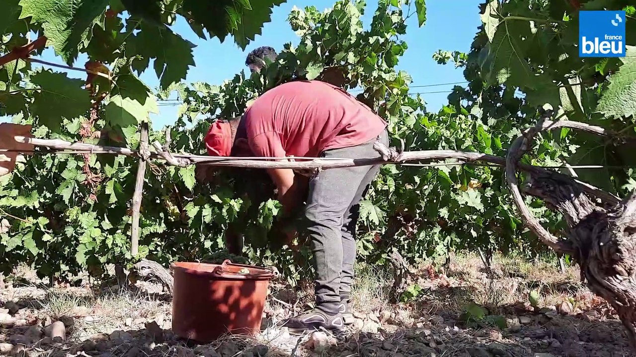 Canicule : les vendanges démarrent encore plus tôt que d'habitude dans les Pyrénées-Orientales