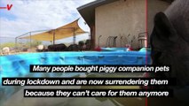 Better Piggies Rescue is at Capacity as Pigs Bought as Pets During Lockdown Are Now Being Given Away