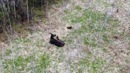 Moose and Her Calves