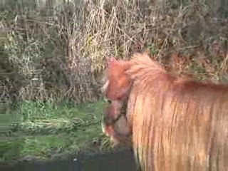Petite ballade avec mon Torpi