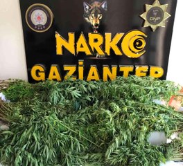 Gaziantep 3. sayfa haberi: Gaziantep'te 267 kök kenevir ele geçirildi