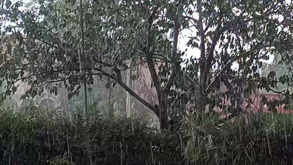 फिर एक्टिव हो रहा मानसून, चित्तौडगढ़़ में 57.5 मिमी बरसात