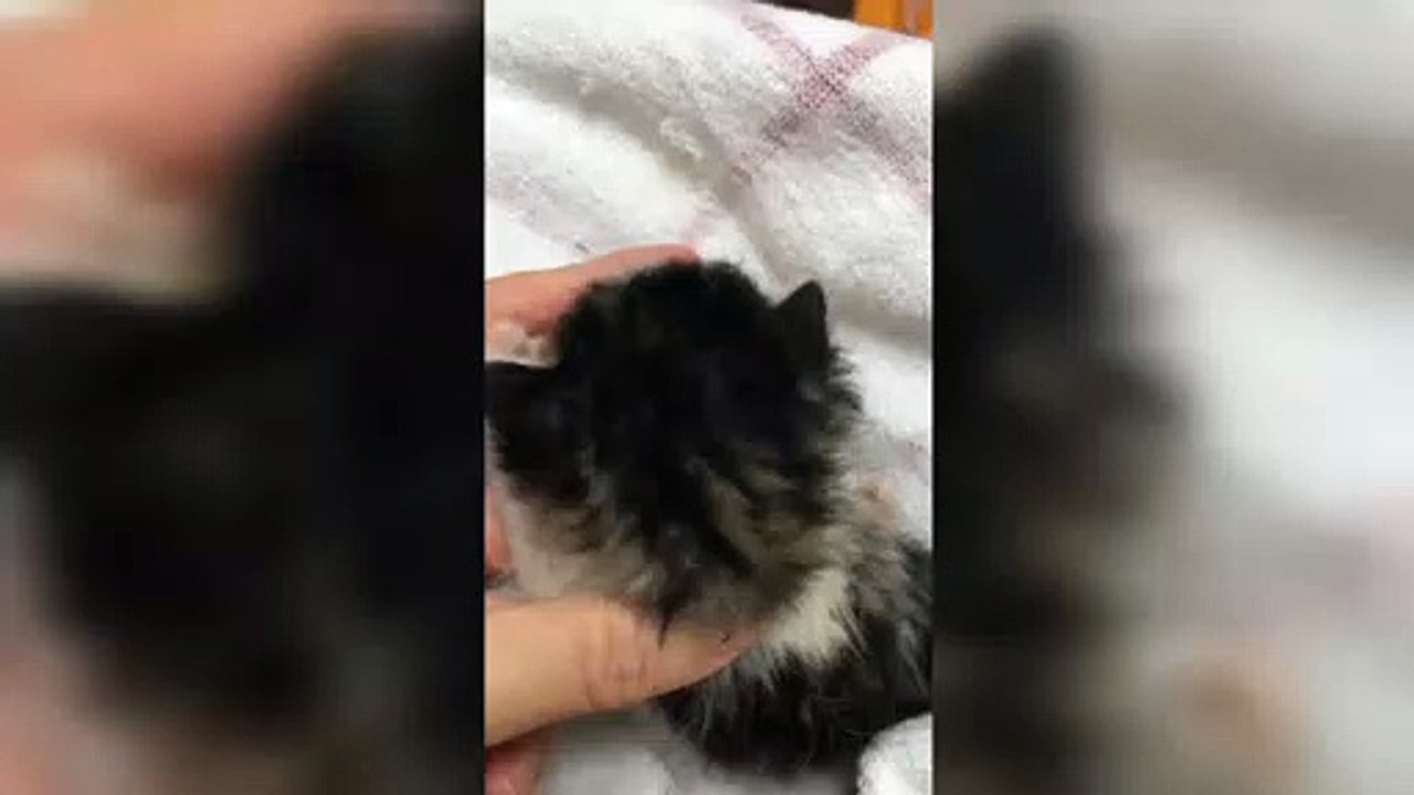 Sweet Baby Cat