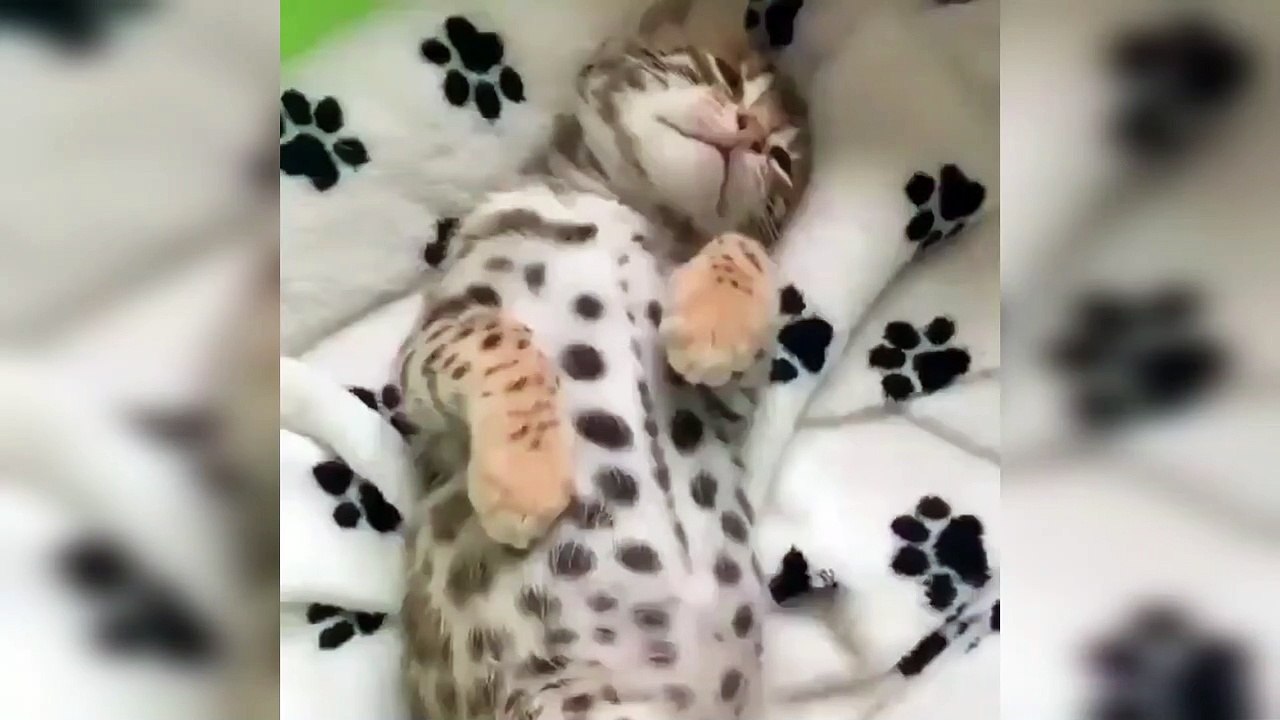 sleeping cute cat
