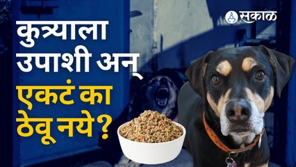 Dog Case Study: घरात कुत्रे पाळत असाल तर हा व्हिडीओ पाहाच |Sakal Media