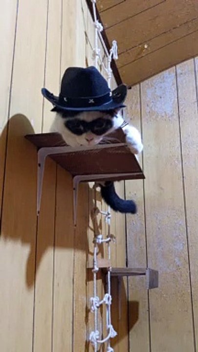 Cowboy Cat Rests on Shelf
