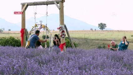 Uşak'ta lavanta bahçelerinin sayısı artıyor