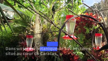 Caracas, un jardin d'Eden pour les colibris