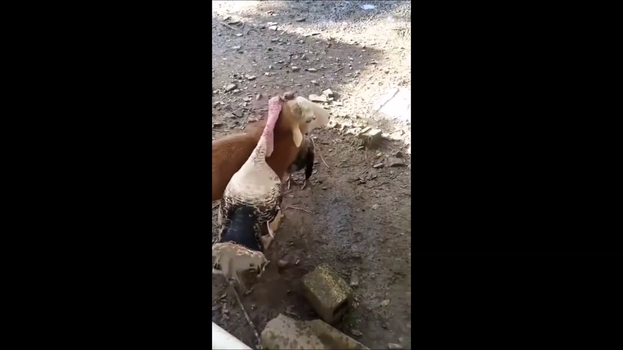 Un mouton joue les médiateurs entre 2 dindes