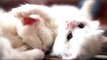 Funniest Cats Ever - I CHALLENGE You to watch this video without LAUGHING | Funny Animal |