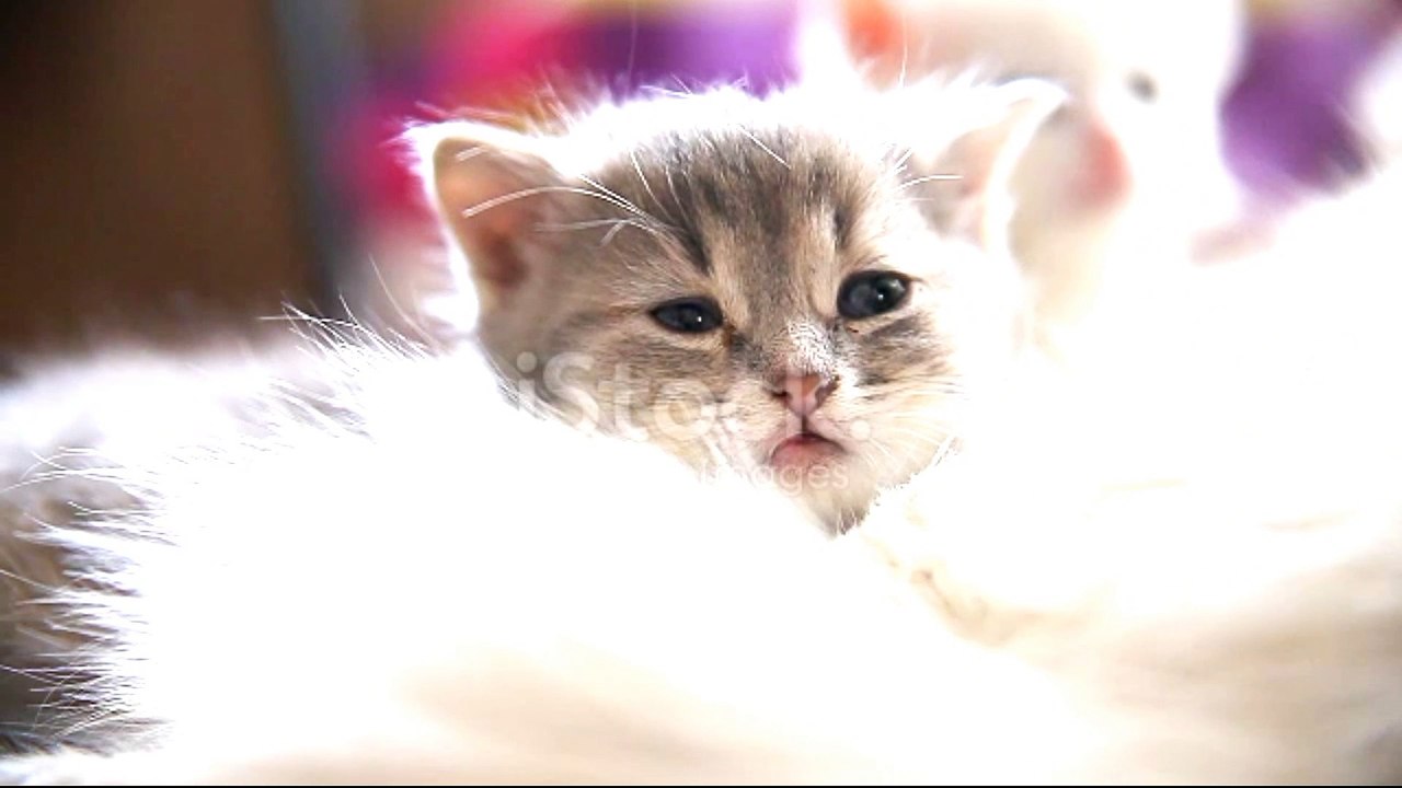 Very beautiful cat What a beautiful way to lick the body, hands and feet What a beautiful silence |  Funny animal |