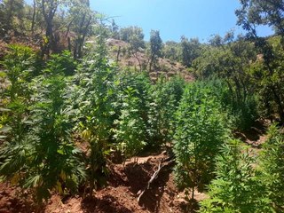 296 bin kök kenevir ve skunk ile 152 kilogram esrar ele geçirildi