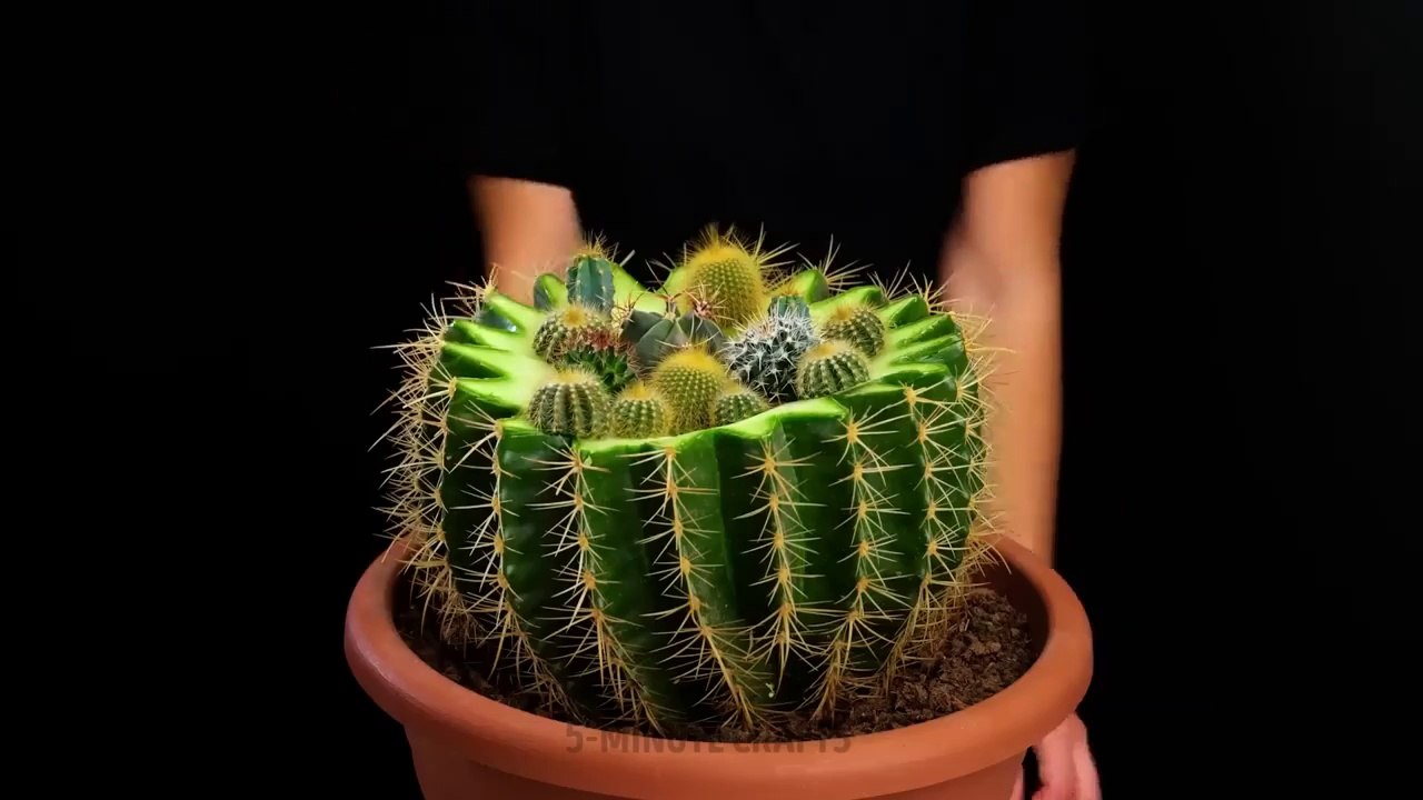 PLANTING HACKS FOR SUMMER  GROW YOUR OWN PLANTS AT HOME