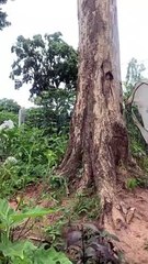 Lowering a Stuck Cat Down With a Basket