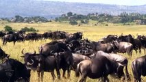 Massai Aborigines Combine With Wild Horse To Destroy Lion To Protect Villager   Wild Animal Attack