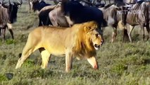 Massai Tribe Combine With Wild Horses To Stop The Lion Brutal Attack   Wild Animal Attack