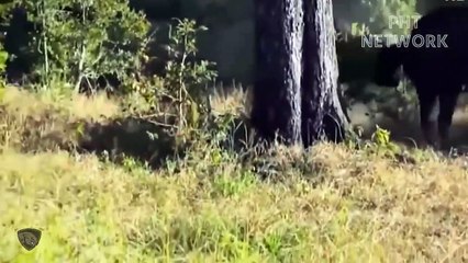 Herd Buffalo Destroy Whole Lion Family For Daring Invade Their Territory   Wild Animal Attack 2022