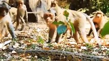 Monkeys pull the whole herd to rescue baby Monkey being attacked by GIANT PYTHON   Monkey vs Python