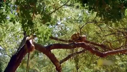 So Bad! Mother Monkey try save the baby from Crocodile hunts but failed   Lion vs Baboon