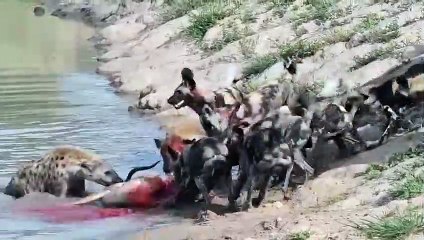 Wild dogs and Hyena compete for the Antelope on the riverbank   Wild dogs vs Hyena