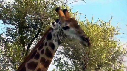 Lion King! Lions have no control over their prey, buffalo, zebra, giraffe