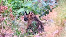 Three rare Sumatran tiger cubs born at ZSL London Zoo
