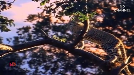 Unbelievable! Leopard hunts Warthog but suddenly became the prey of Hyena   Wild Animal in Africa