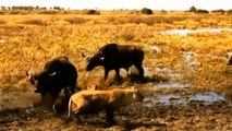 Tragic death of Lion when being knocked-out by Buffalo   The never-ending battle of BUFFALO vs LION