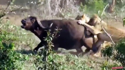 Lion vs Buffalo - Top moments Buffalo fight back the KING LION to save baby   ND Channel