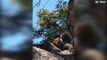 Lion Climb A Tree To Catch Baboon To Save Baby - Buffalo Save Baby From Lion, Elephant vs Buffalo