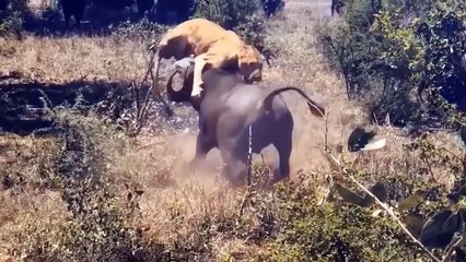 Most Amazing Moments Of Wild Animal 2022 - Wild Discovery Animals p12