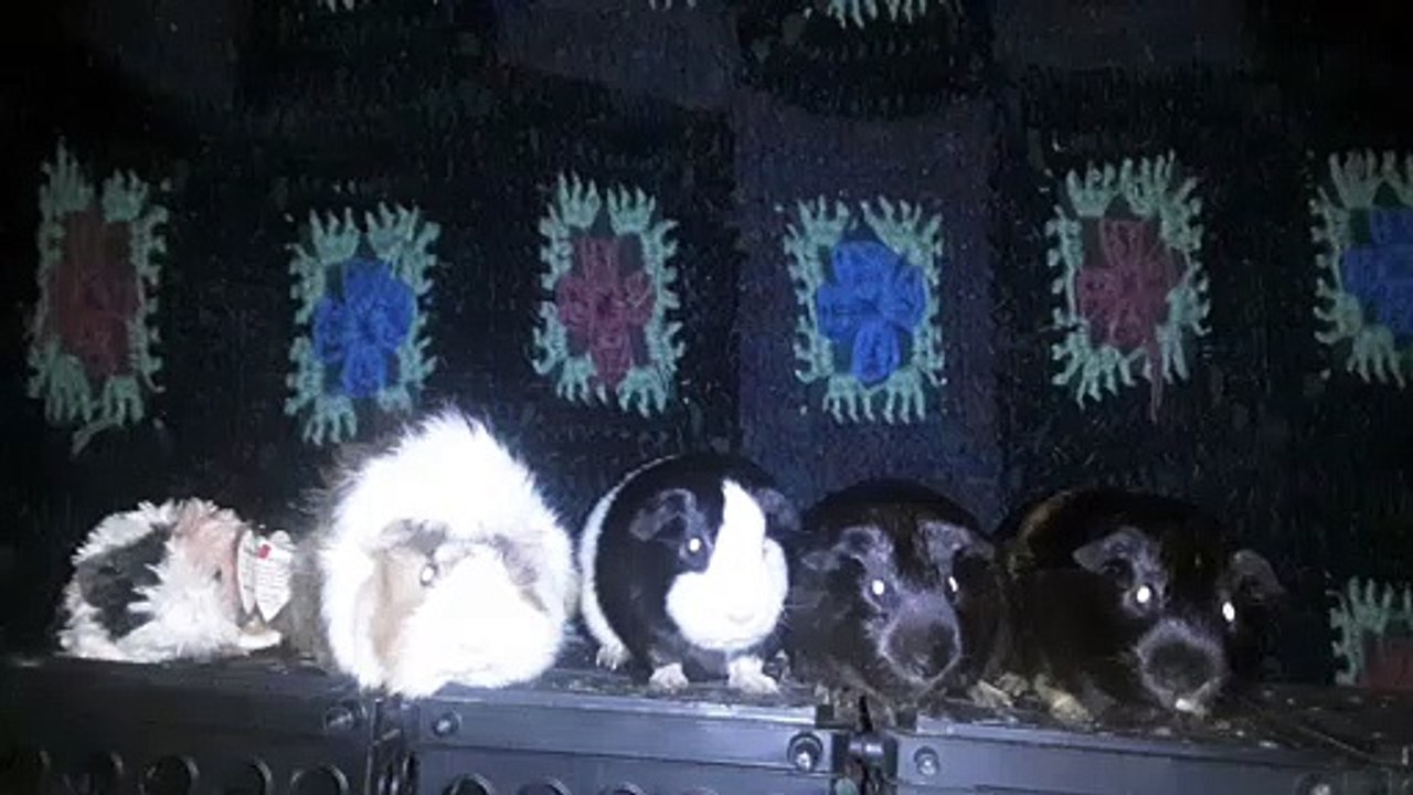 CAVIA PORCELLUS DAVID 20210630_071412