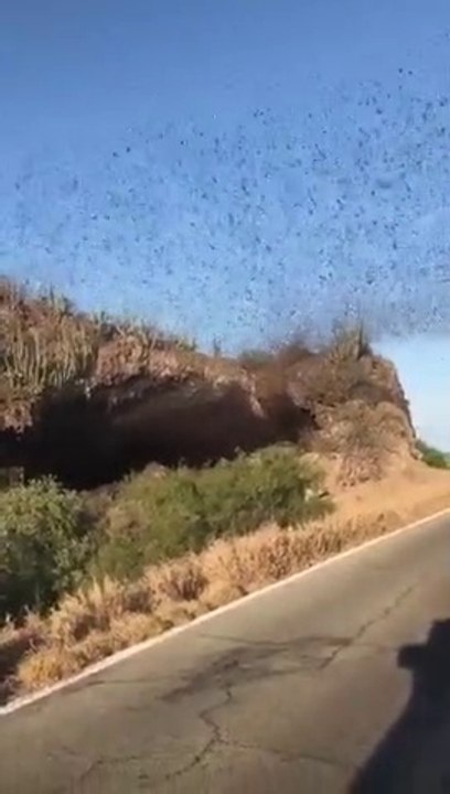Miles de murciélagos salen de una cueva en Mexico