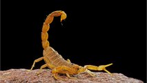 À son retour de vacances, elle découvre 18 scorpions dans sa valise