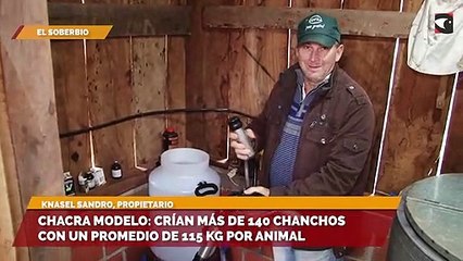Chacra modelo crían más de 140 chanchos con un promedio de 115 kg por animal
